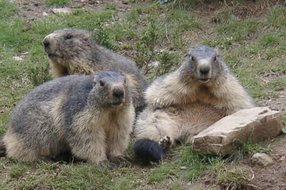 Grande Chasse aux "Oeufs" de Marmottes 2019