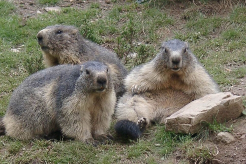 Chasse aux "Oeufs" de Marmottes